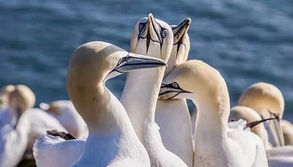 模拟器试玩-维蒂尼亚重蹈覆辙，再失点球，此前对阵阿森纳相同方式被扑