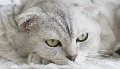 Kaiyun Sports-红黑传承，绽放在你生活中的AC米兰