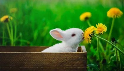 开云:开启云端的协同与创新